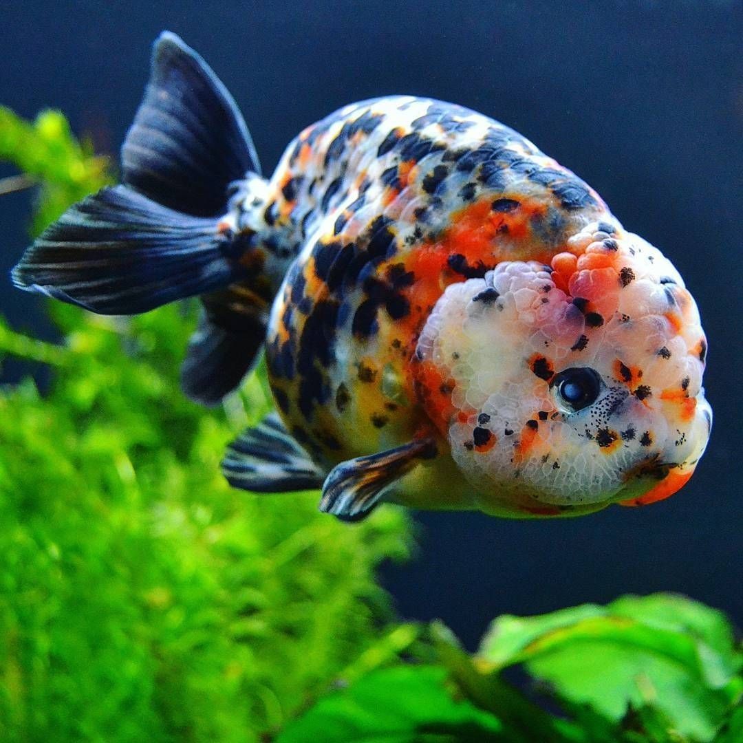 Лучший в ОАЭ