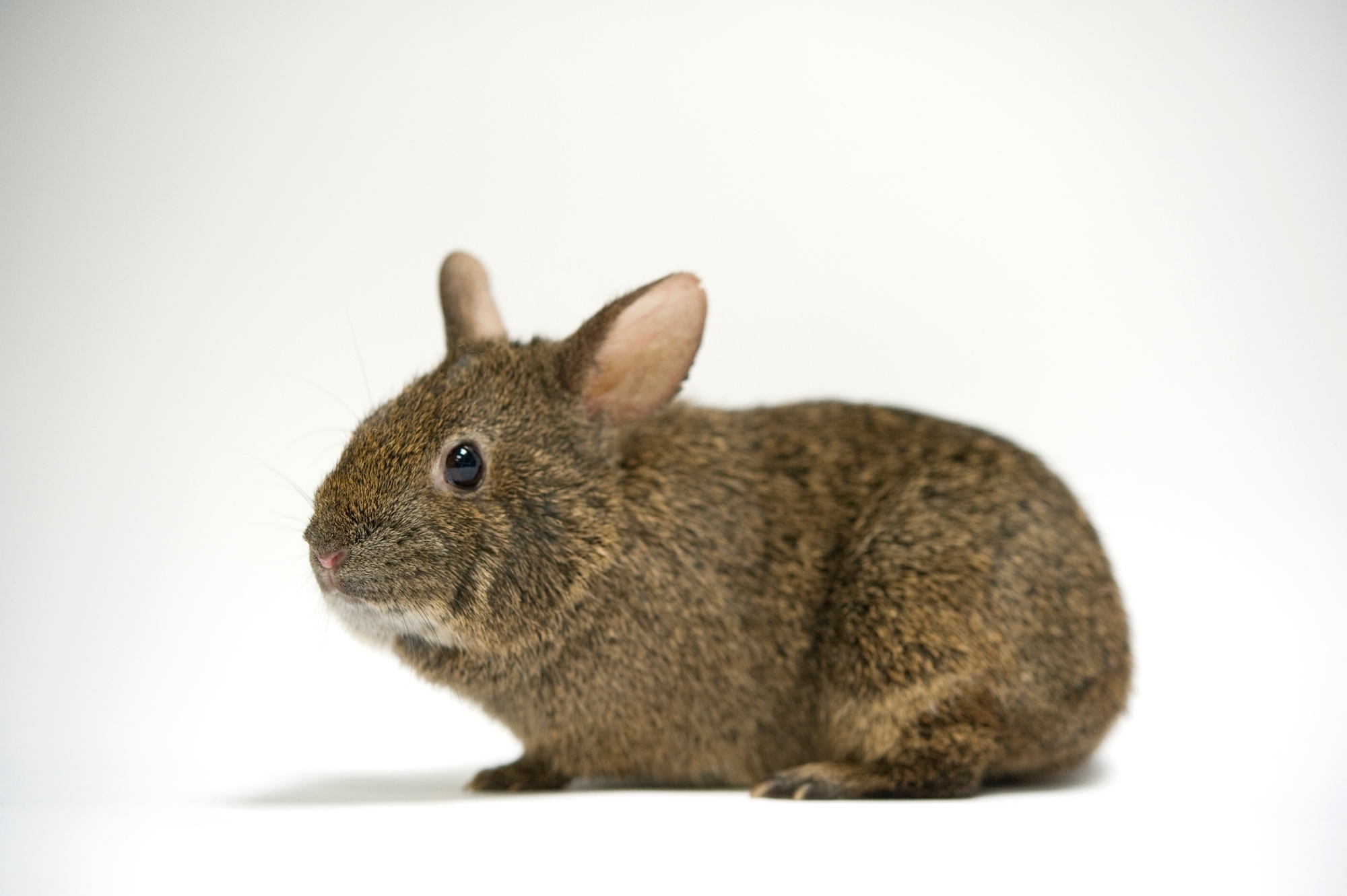 Вулканический кролик