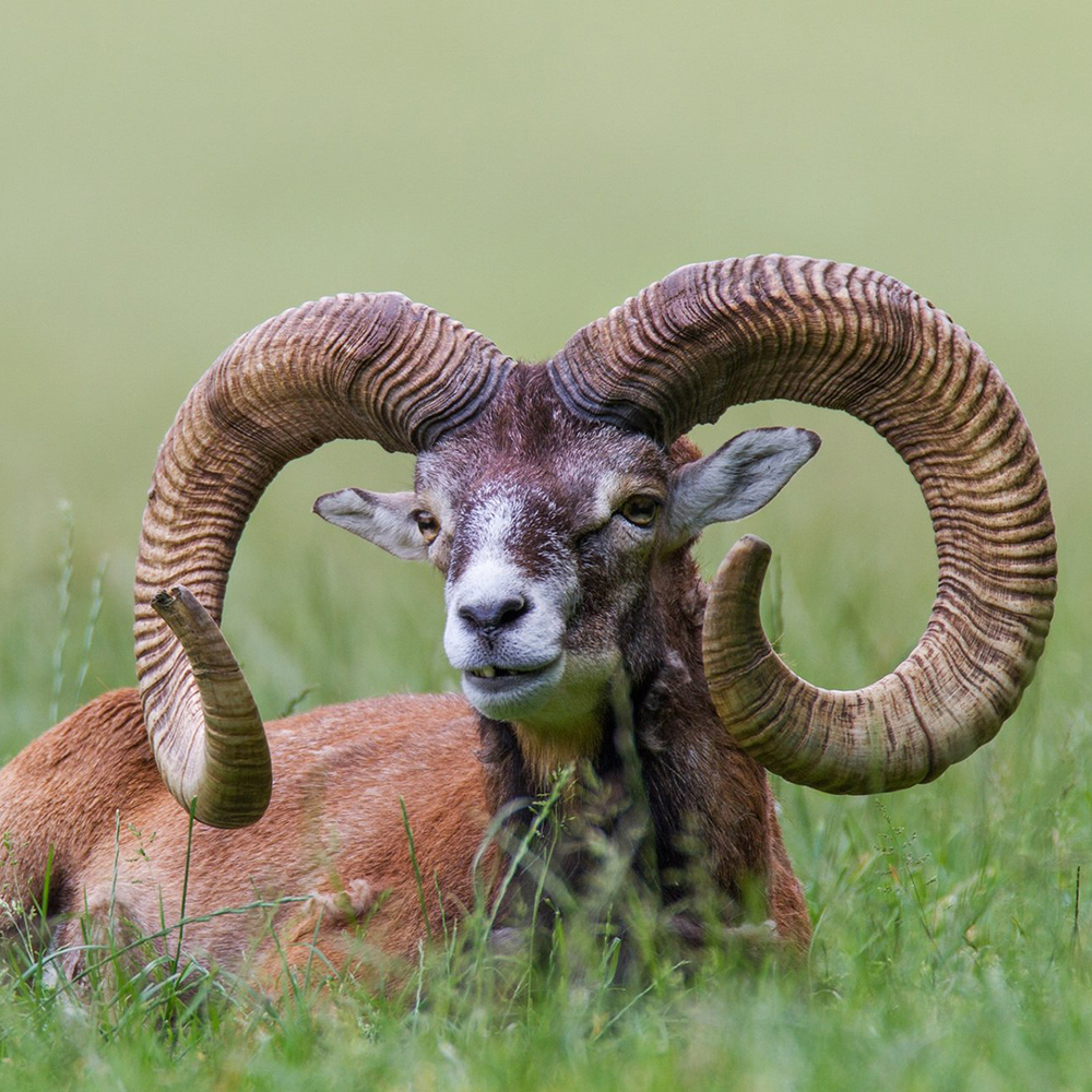 Неуловимый символ