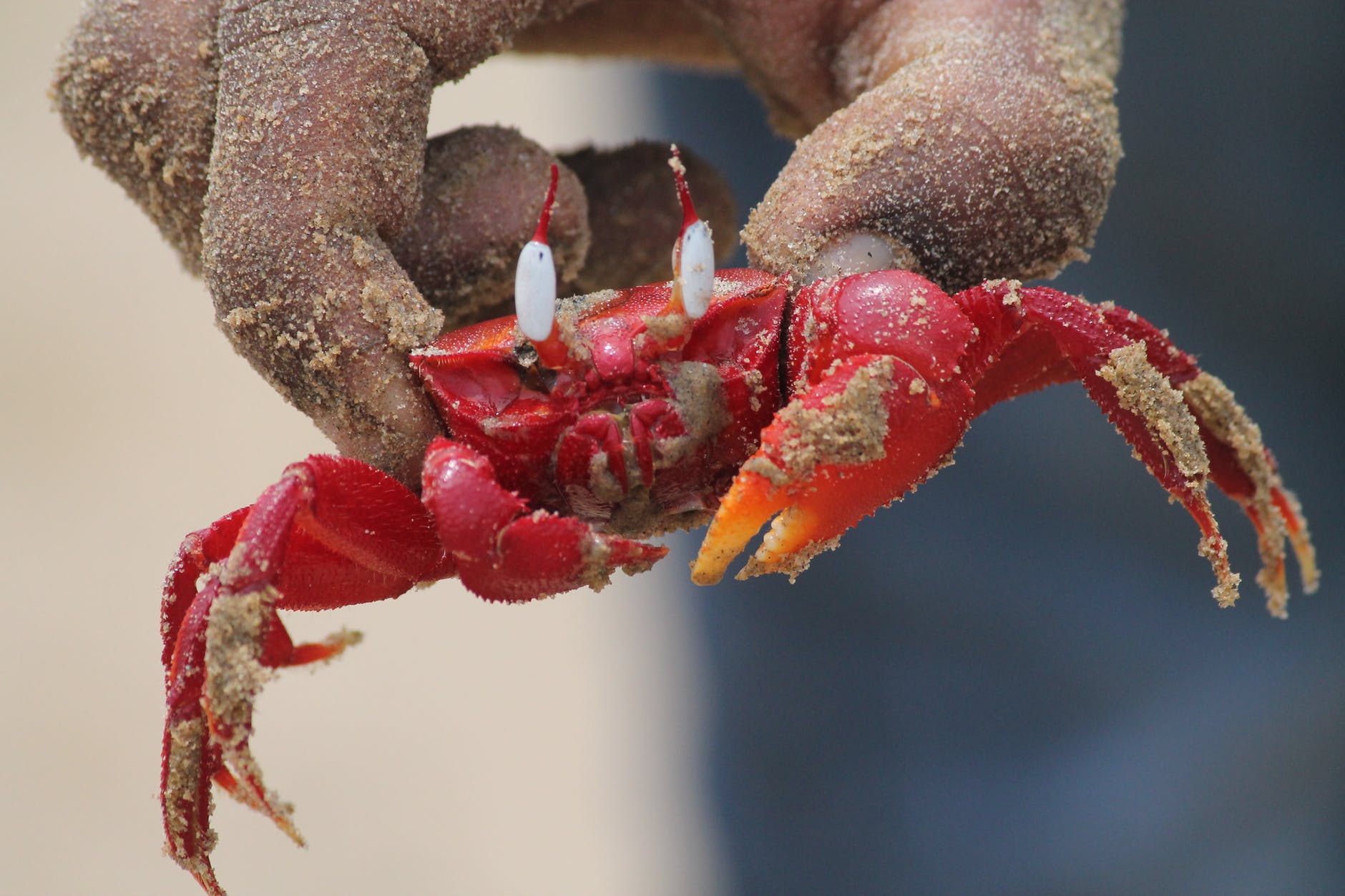 Крабы вместо телевидения